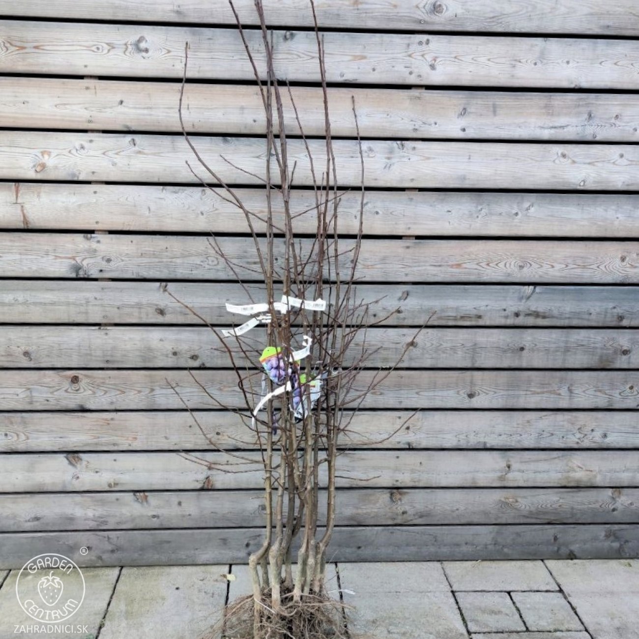 Obrázok Slivka domáca (Prunus domestica) ´STANLEY´ - stredne skorá, výška 150-180 cm, voľnokorenná